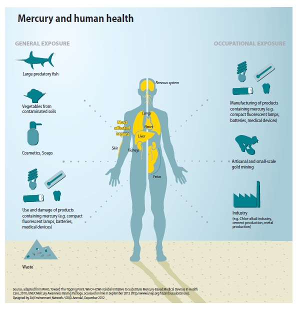 Mercury and Human Health Image courtesy :Publication of UNEP “Mercury Time to Act”