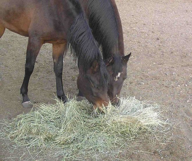 Horses eating hay - Photo by BLW